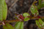 Harper's buttonweed